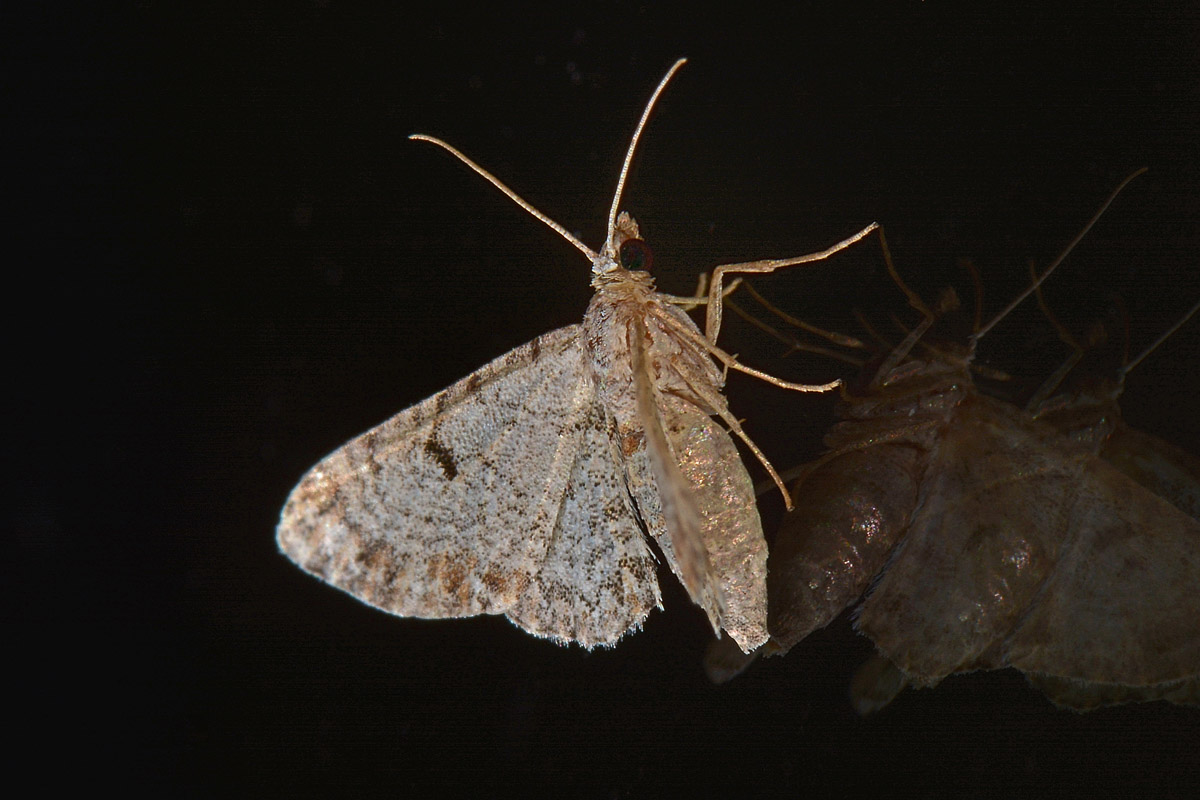 Geometridae: Eupithecia sp.